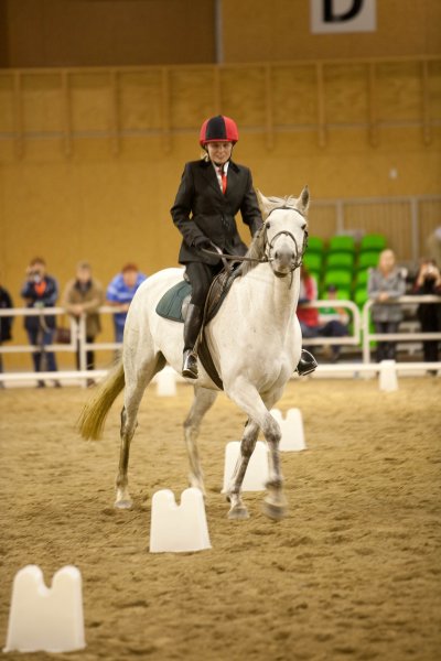 Special Olympics Equestrian.jpg